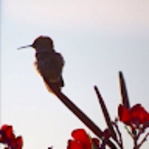 Meet your Posher, Monique